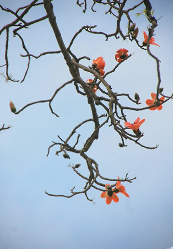 Bombax flower, a signal of summer